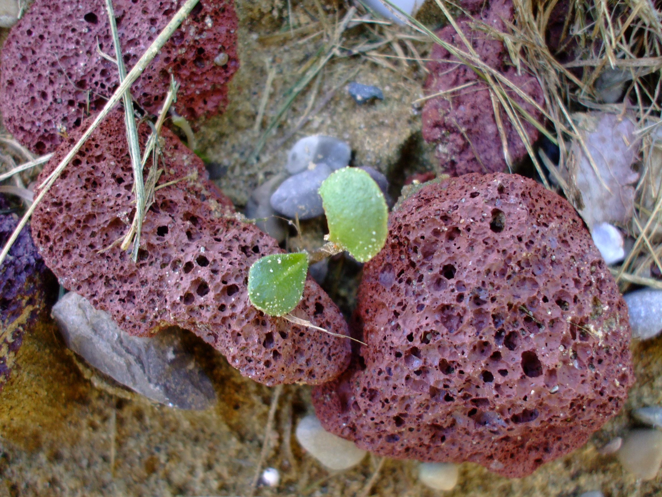 Abronia latifolia